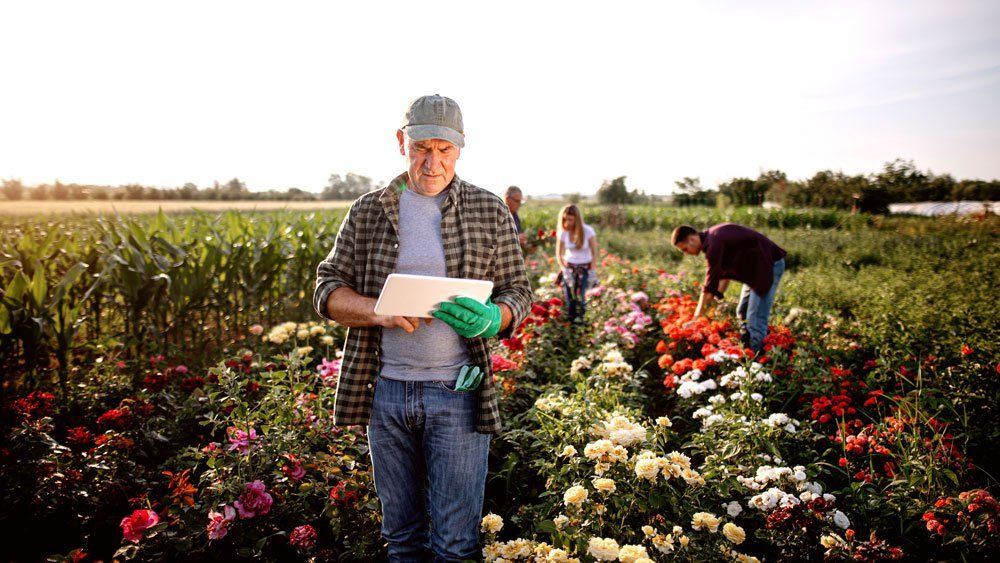 worker wearing gloves in flower fields uses tablet